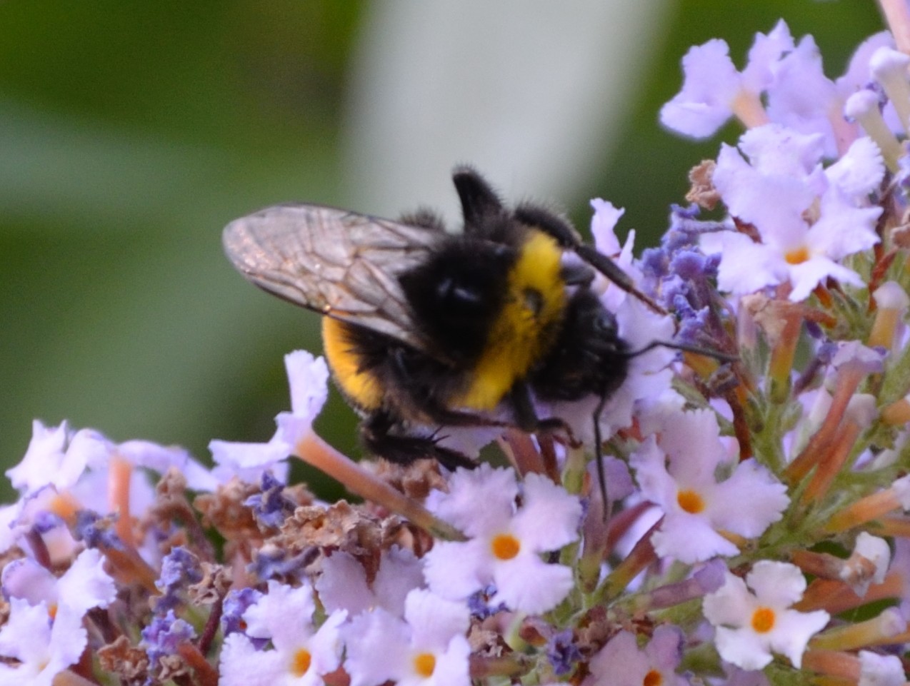 Bombus (Bombus) gr. terrestris e Bombus (Megabombus) cfr. ruderatus